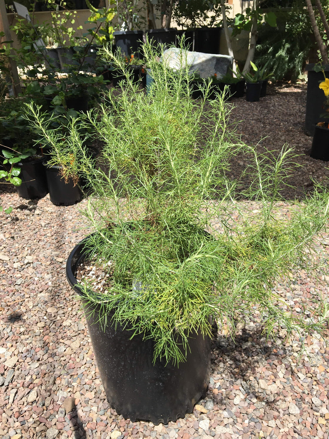 Artemisia californica, California Sagebrush 1 Gallon