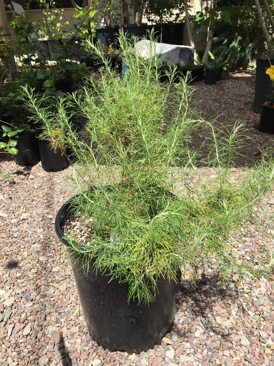 Artemisia californica, California Sagebrush 1 Gallon