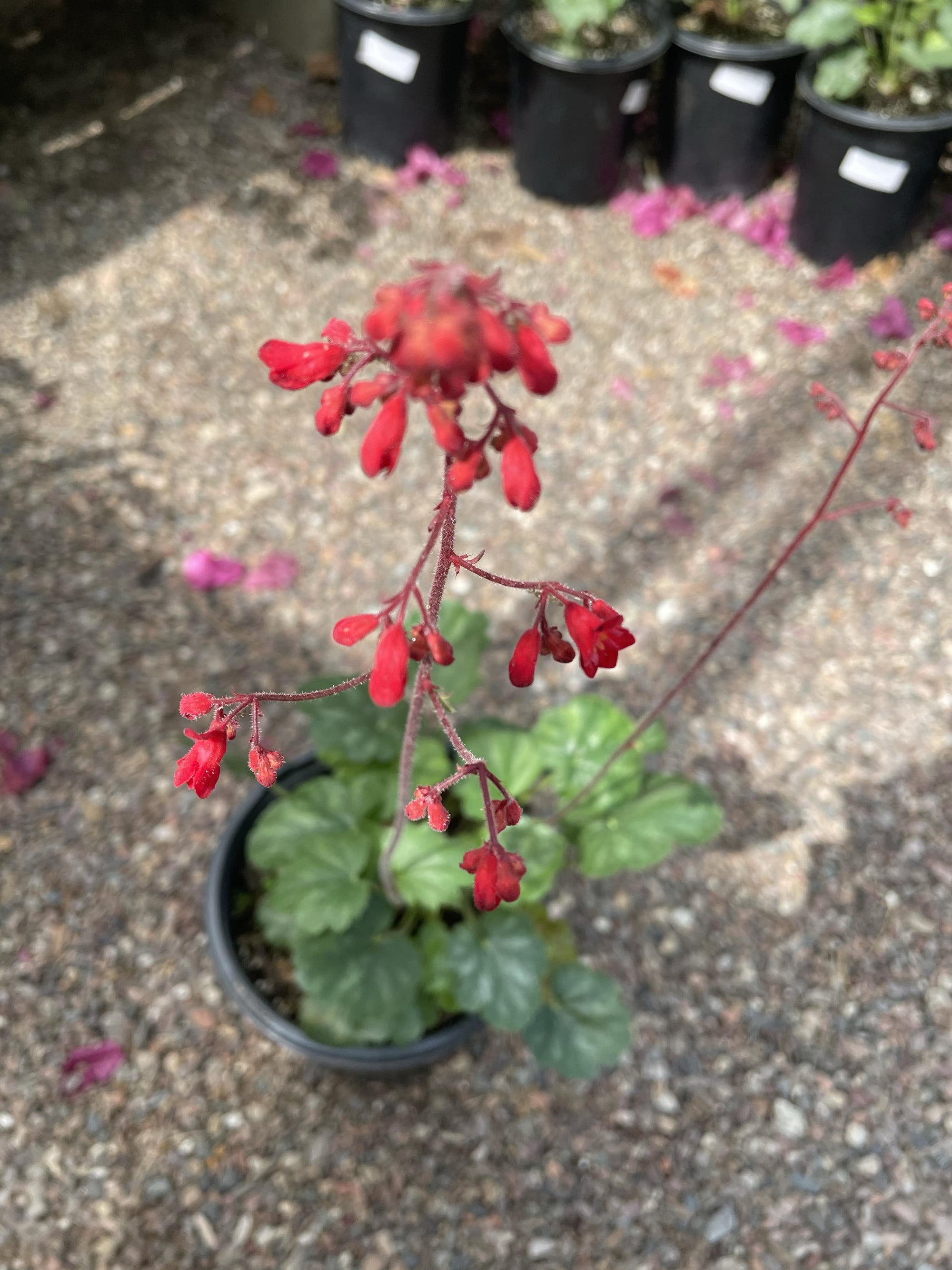 Heuchera 'Santa Ana Cardinal' Flower