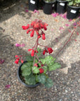 Heuchera 'Santa Ana Cardinal' Flower