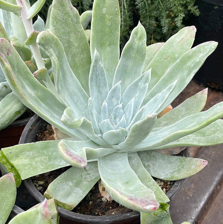 Dudleya anthonyi