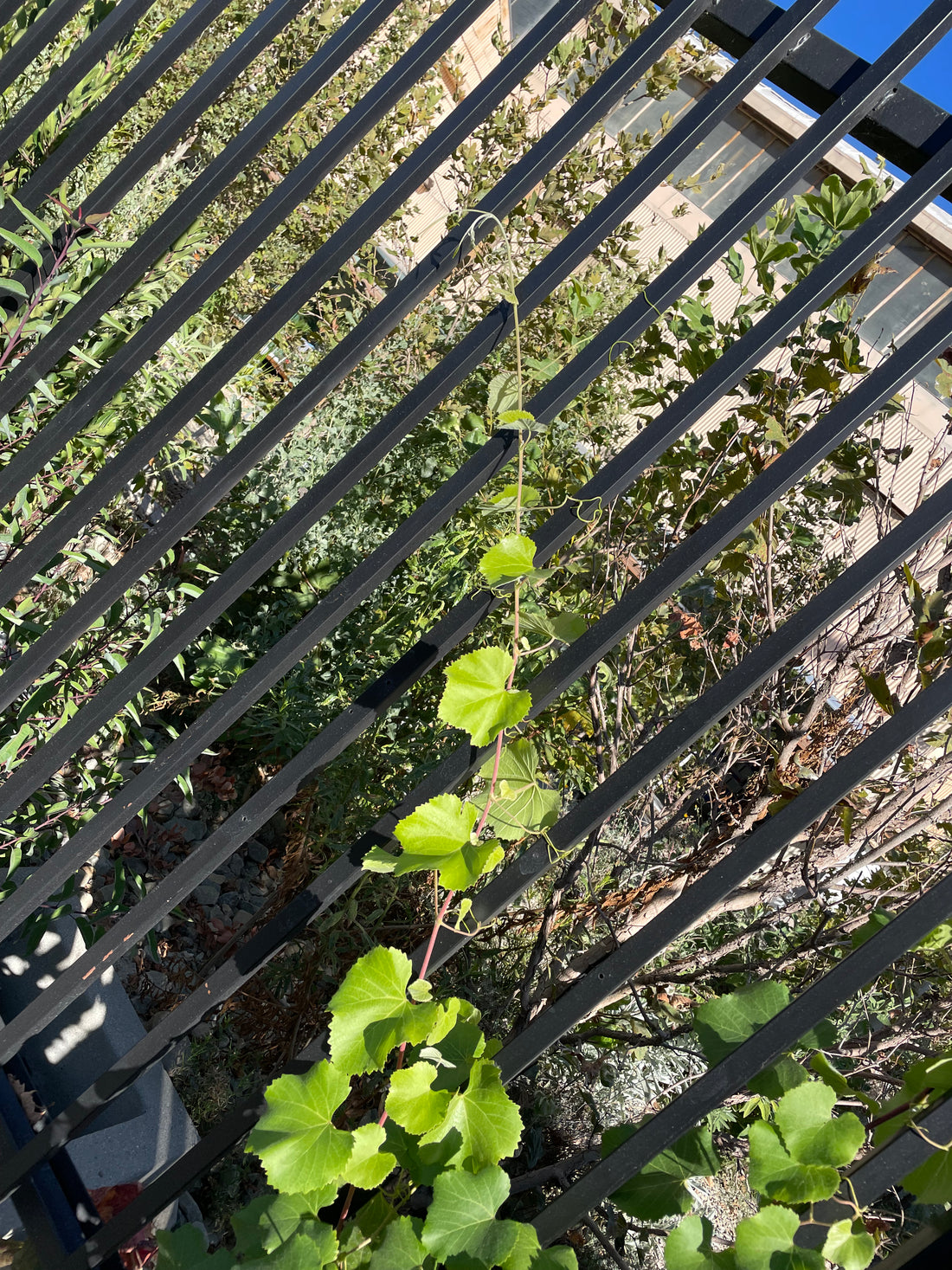 Vitis californica 'Rogers Red'