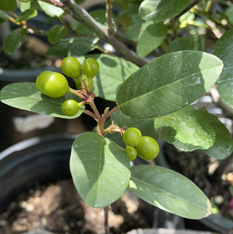 Frangula californica 'Eve Case' (coffeeberry) Leaves and Berries