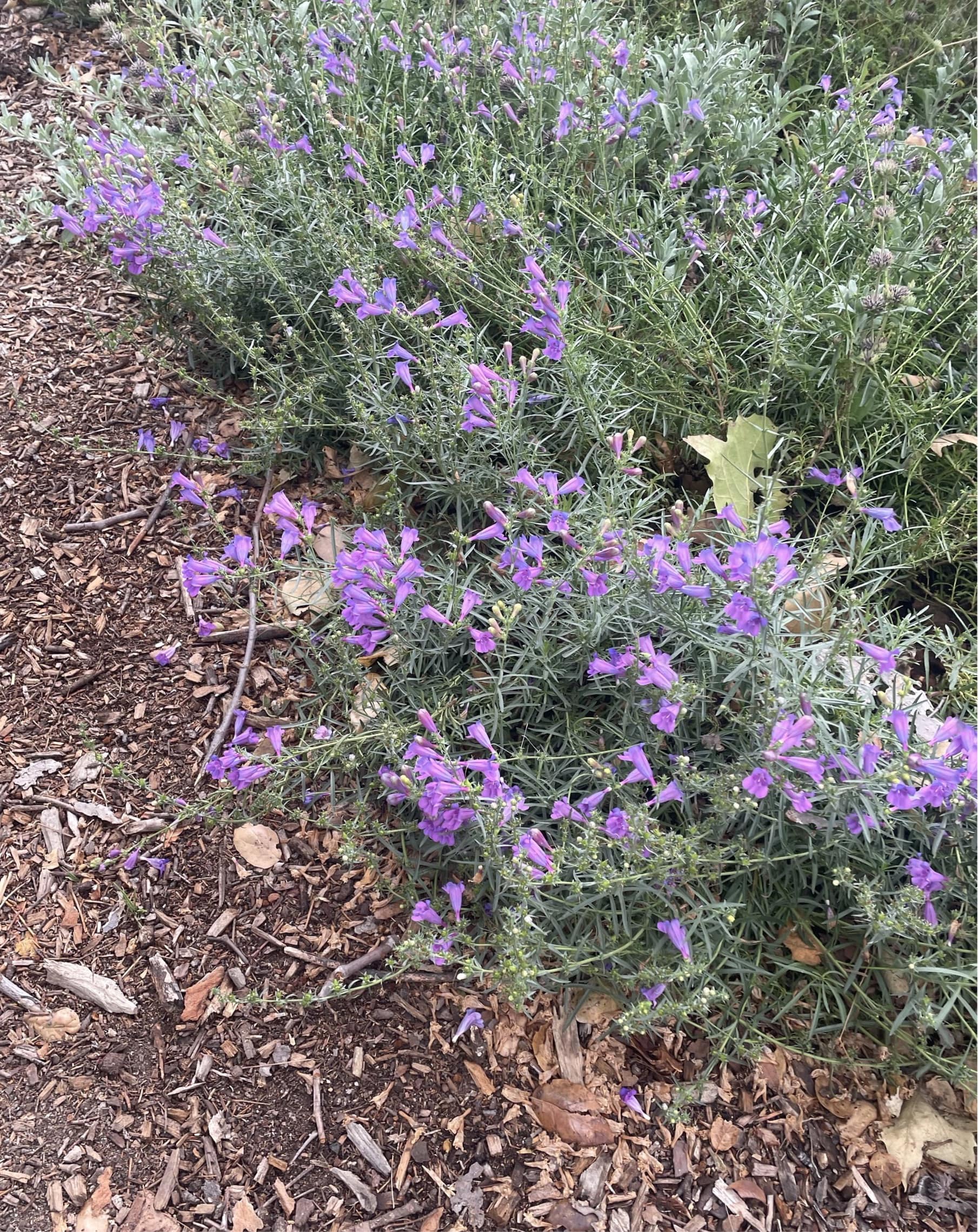 Penstemon heterophyllus 'Margarita Bop' , Blue Bedder Plant Material
