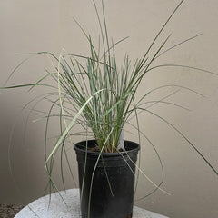 Festuca californica, California Fescue
