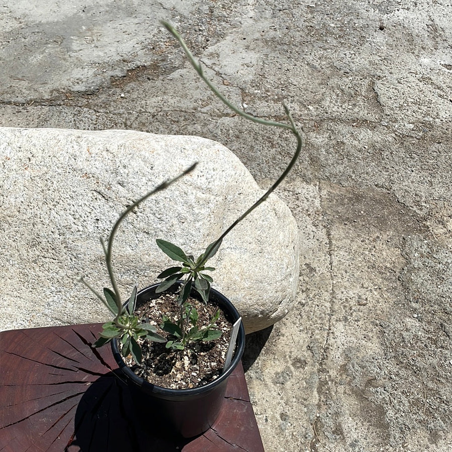Eriogonum elongatum, Longstem Buckwheat