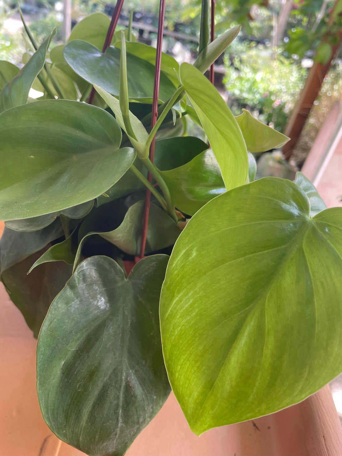 philodendron cordatum green Philodendron cordatum – Plant Material