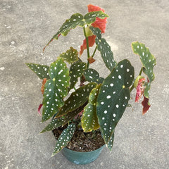 Begonia maculata