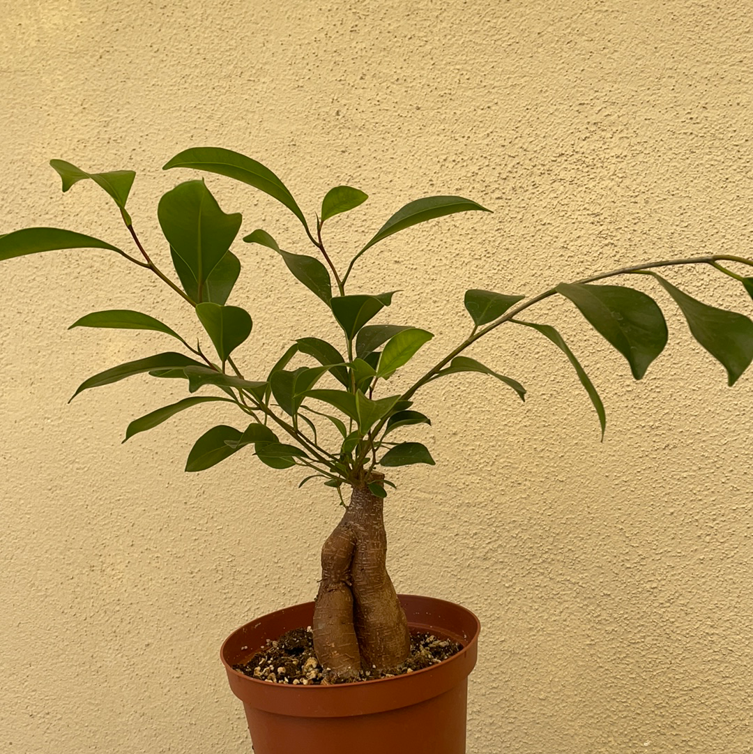 Bonsai ficus Ginseng