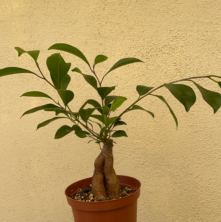 ginseng ficus bonsai tree yellow leaves Ficus Bonsai Ginseng – Plant Material