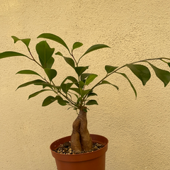 Ficus Bonsai Ginseng