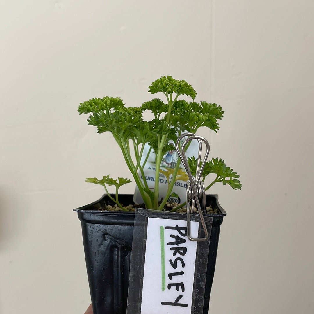 Organic Curly Parsley  - Please call shop for availability