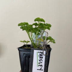 Organic Curly Parsley  - Please call shop for availability