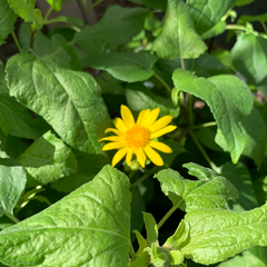 Venegasia carpesioides, Canyon Sunflower