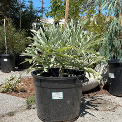 Cussonia paniculata, Mountain Cabbage Tree