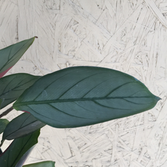 Calathea Grey Star
