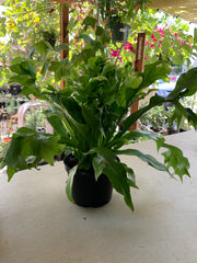Microsorum punctatum (Green Flame Fern)