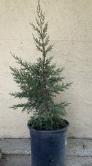 Hesperocyparis (Cupressus) stephensonii, Cuyamaca cypress