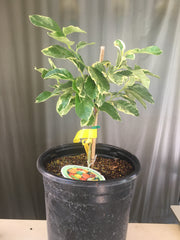 Variegated Pink Lemon