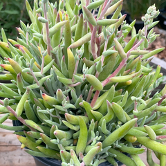 Dudleya attenuata