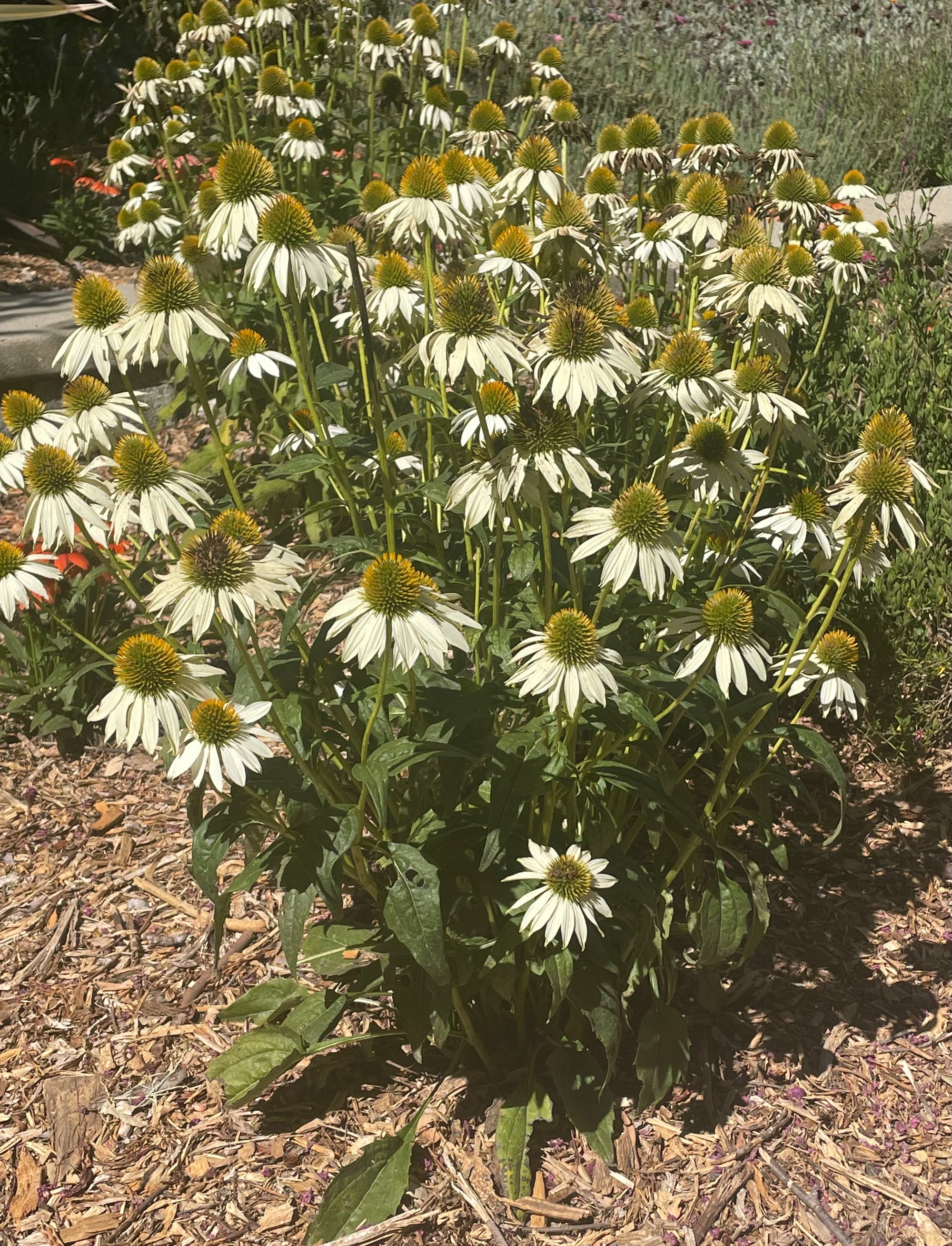 Echinacea 'Primadonna White'