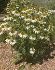 Echinacea 'Primadonna White'