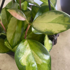 Hoya australis ‘Lisa’
