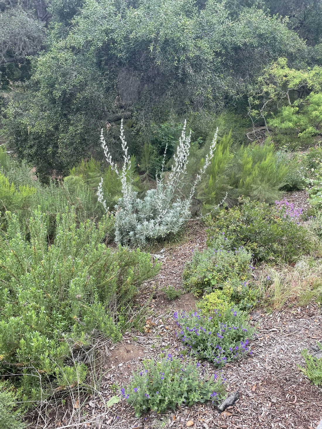 Salvia apiana, white sage in nature by Plant Material