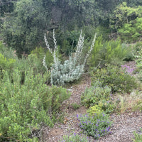 Salvia apiana, white sage in nature by Plant Material
