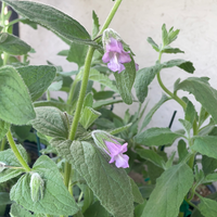 Lepechinia fragrans, Pitcher Sage