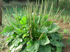 Organic Plantain Broadleaf