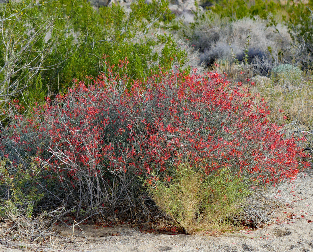 Justicia californica, Hummingbird Bush Nature Shot by Plant Material