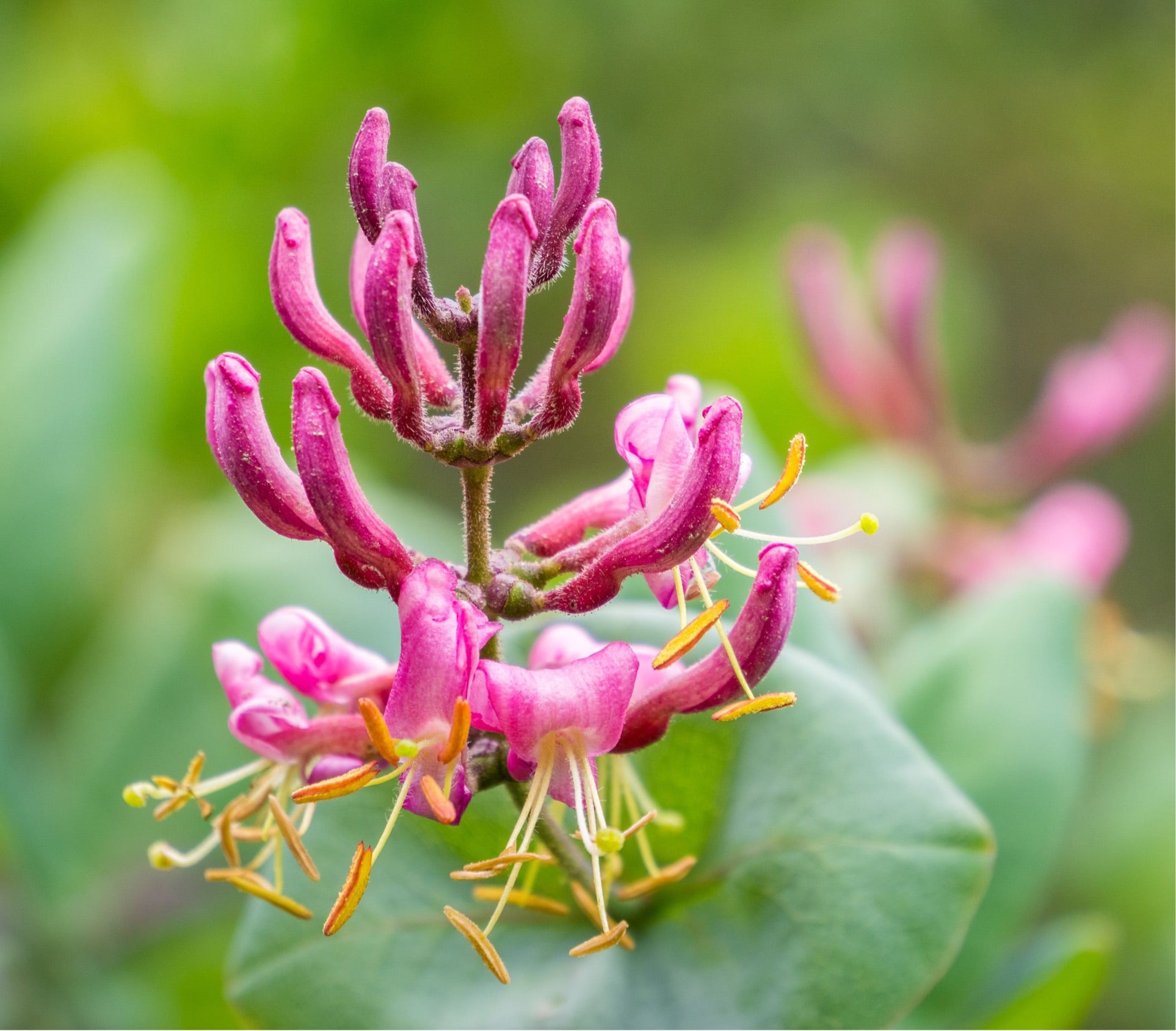 Lonicera hispidula, Hairy Honeysuckle – Plant Material