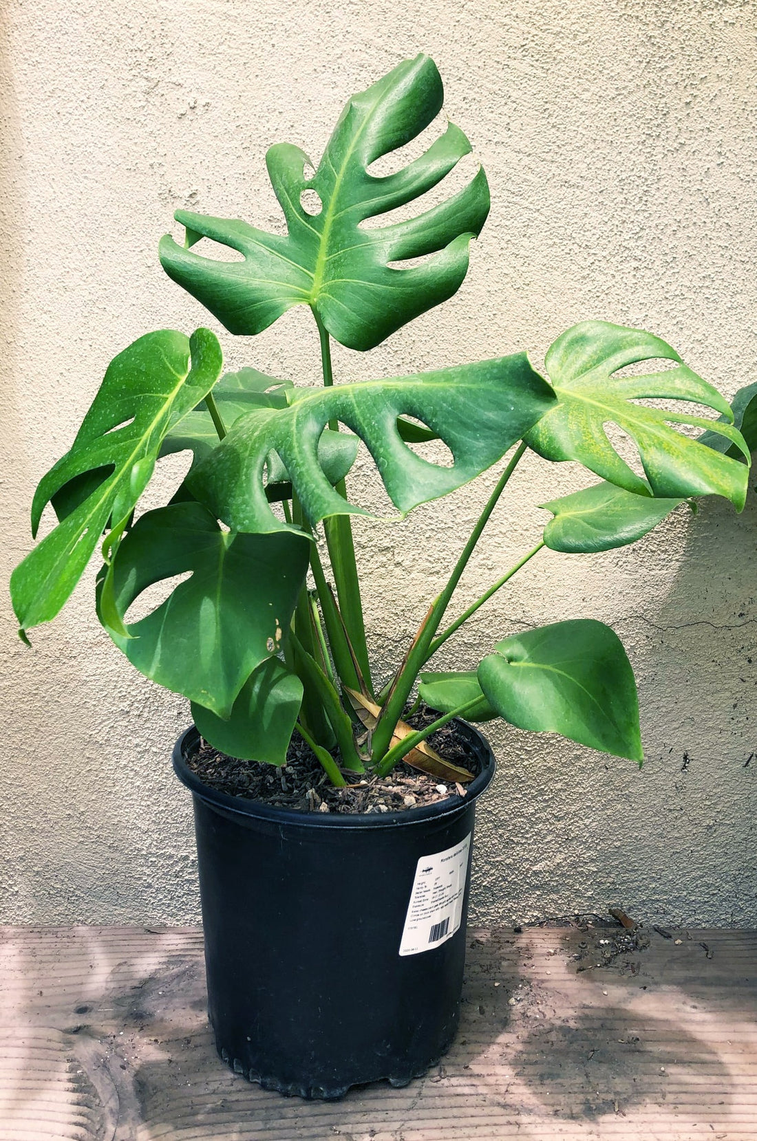 Monstera deliciosa, Split leaf 5 Gallon