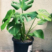 Monstera deliciosa, Split leaf 5 Gallon