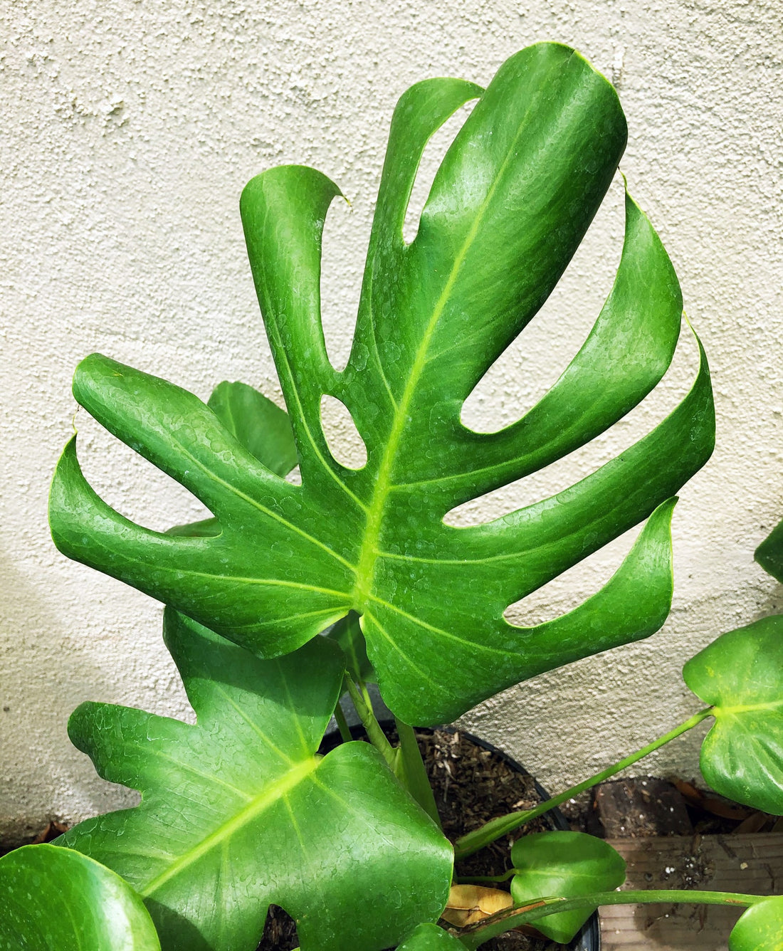 Monstera deliciosa leaf