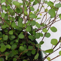Muehlenbeckia axillaris (creeping wire vine)