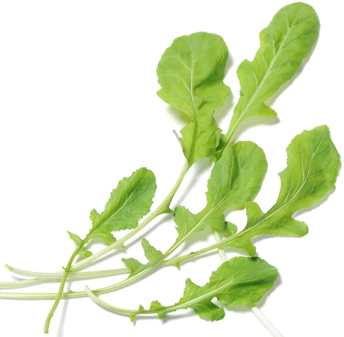 Organic Arugula - Eruca sativa