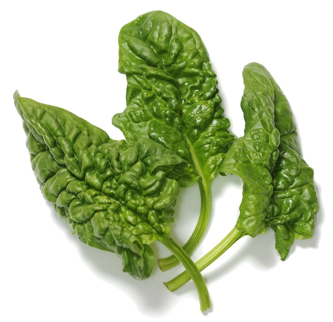 Organic Bloomsdale Spinach - Spinacia oleracea