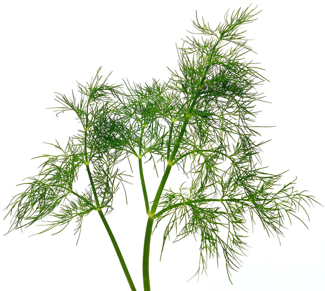 Organic Bouquet Dill - Anethum graveolens Seeds