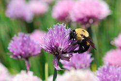 Organic Chives - Allium schoenoprasum