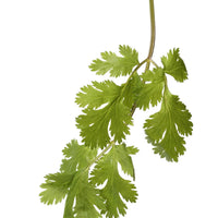 Organic Cilantro - Coriandrum sativum 