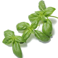 Organic Genovese Basil - Ocimum basilicul