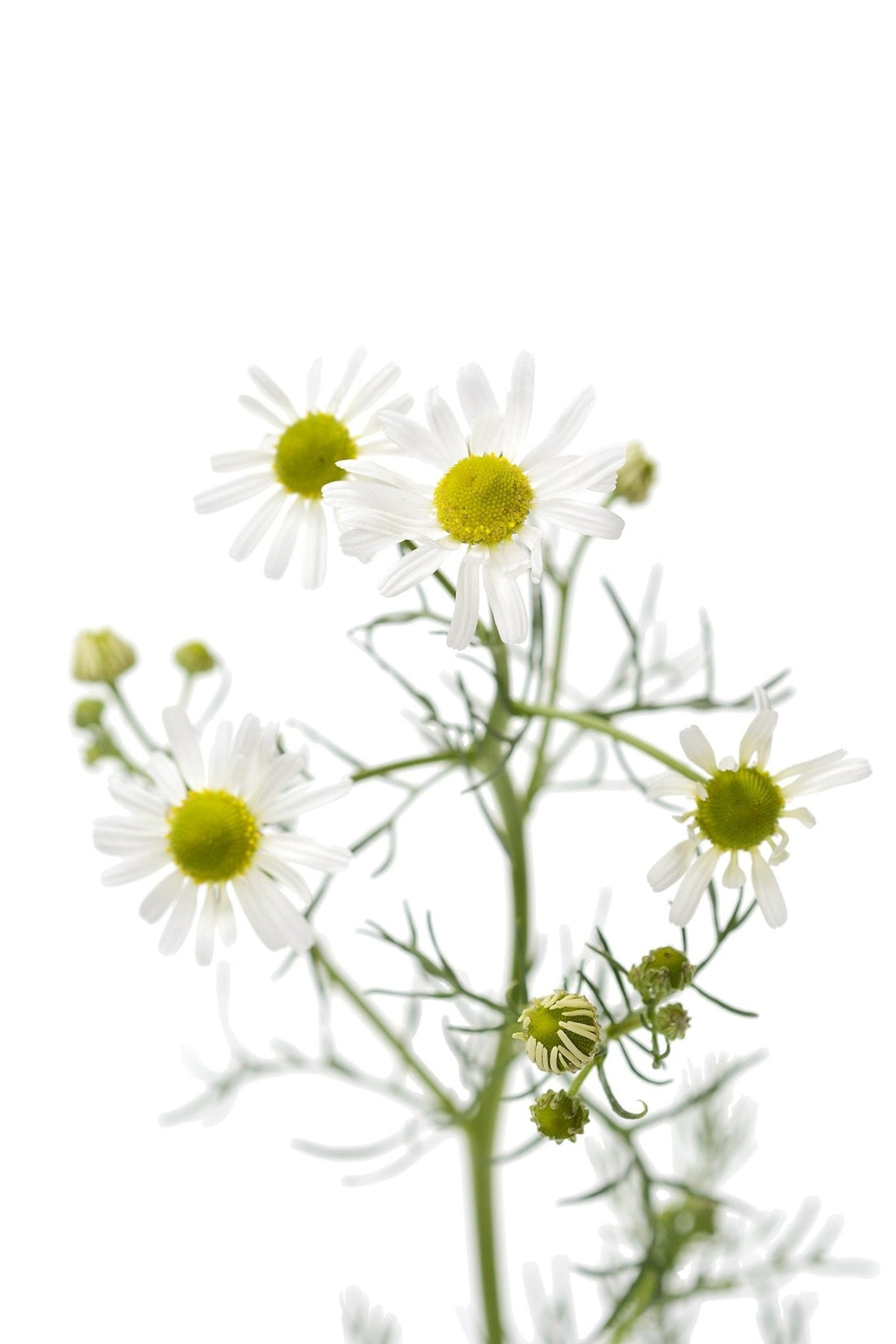 Organic German chamomile - Matricaria recutita