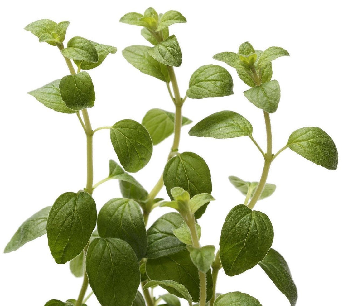 Organic Italian Oregano - Origanum vulgare