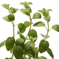 Organic Italian Oregano - Origanum vulgare