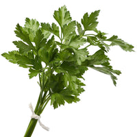 Organic Italian Parsley - Petroselinum crispum