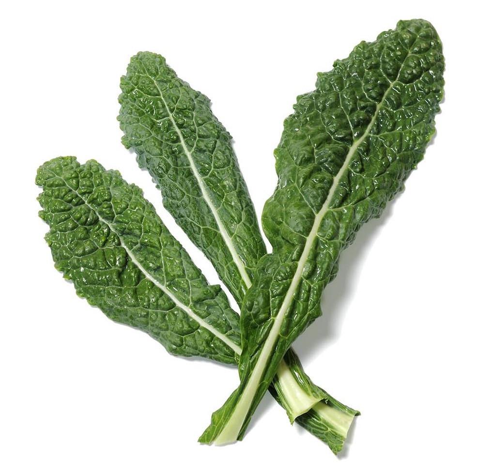 Organic Lacinato Kale - Brassica oleracea