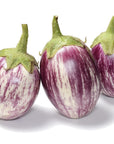 Organic Listada de Gandia Eggplant - Solanum melongena