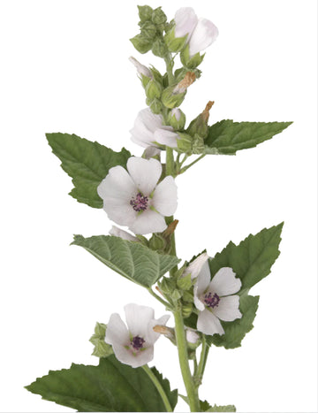 Organic Marshmallow - Althaea officinalis